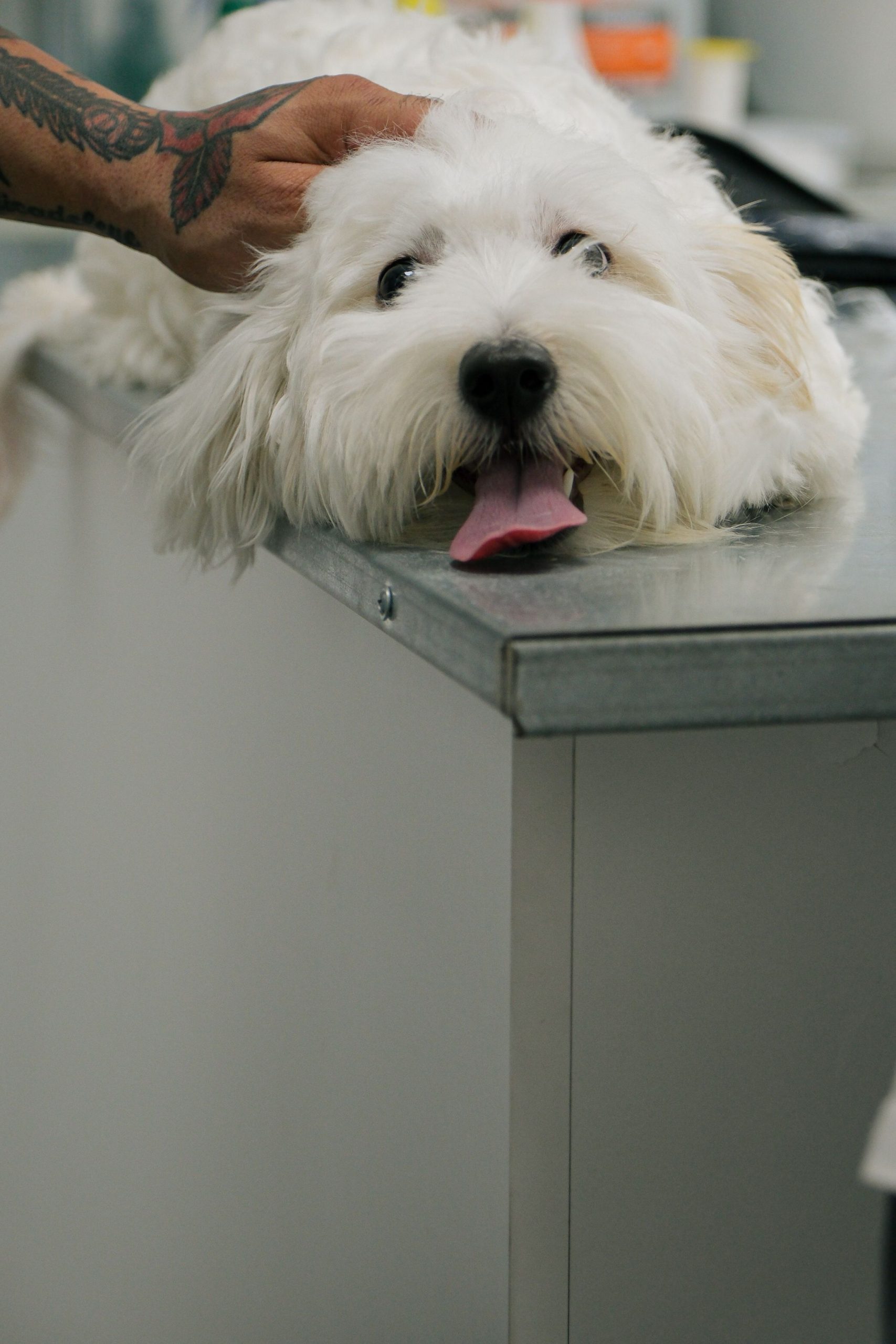 pet owner with dog at the veterinarian