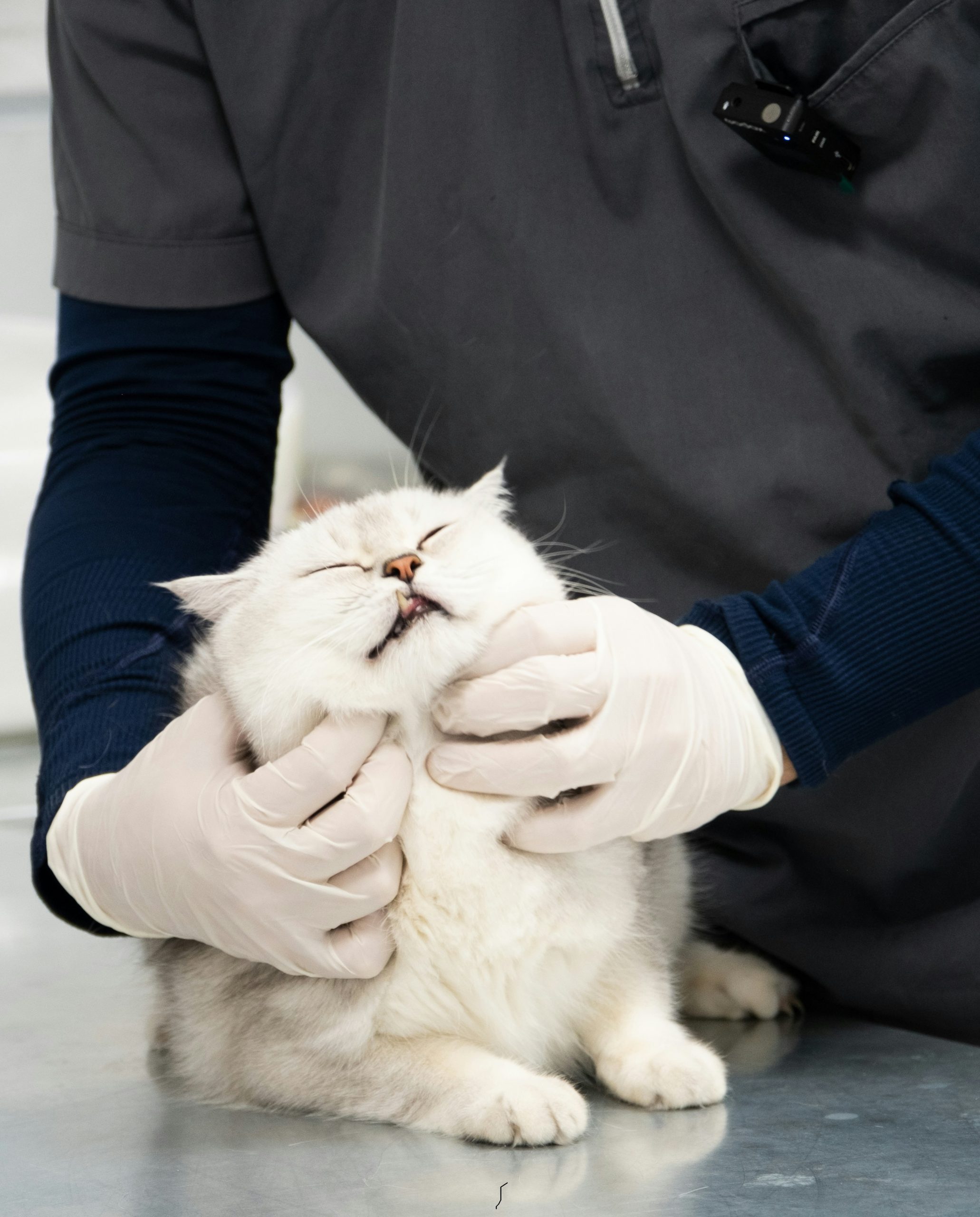pet receiving a checkup at the vet